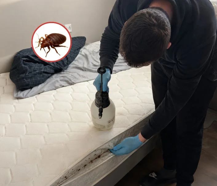 Technicien traitant un matelas contre les punaises de lit à Samois-sur-Seine